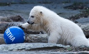 A Hertha nevet kapta a berlini állatkert jegesmedvebocsa