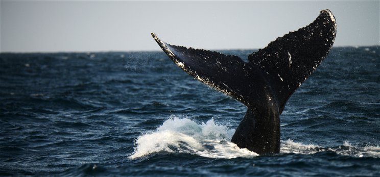 Négylábú bálna maradványaira bukkantak a szárazföldön