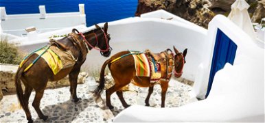 100 kiló vagy? Nem ülhetsz már szamárra a legszebb görög szigeten