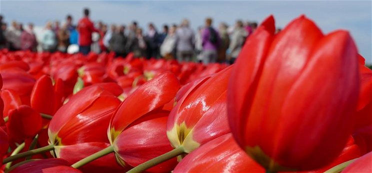 Zsolt utazása: így néz ki egy hollandiai tulipánfarm