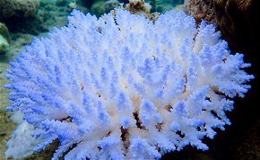 Megállíthatatlannak tűnik a Nagy-korallzátony pusztulása