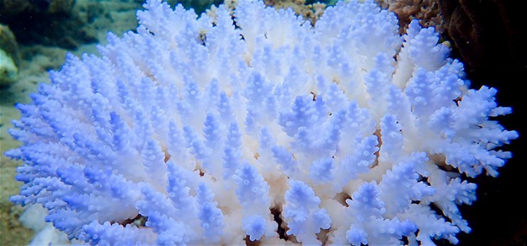 Megállíthatatlannak tűnik a Nagy-korallzátony pusztulása