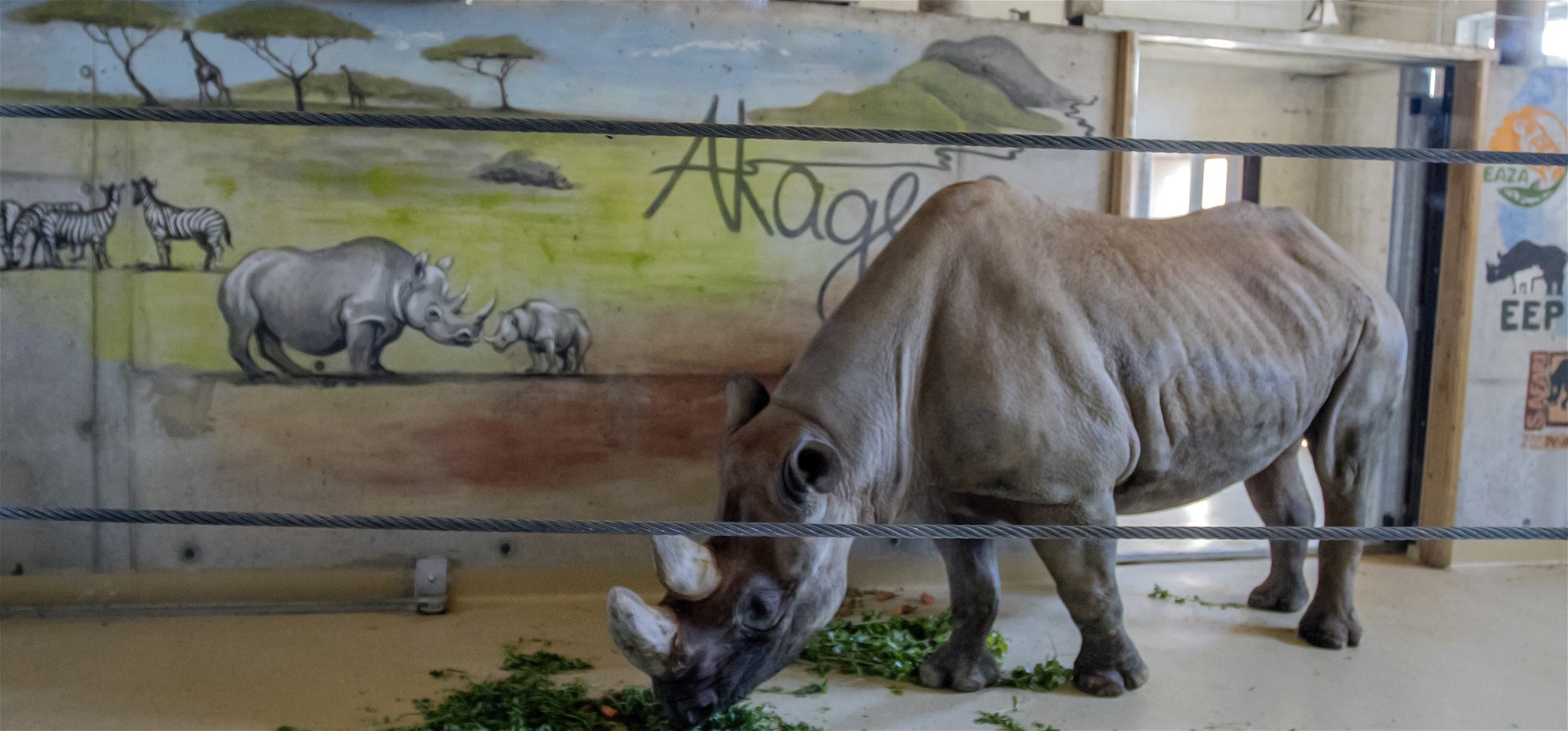 Új bemutatóházat kapott a győri állatkertben Mana és Wanda 