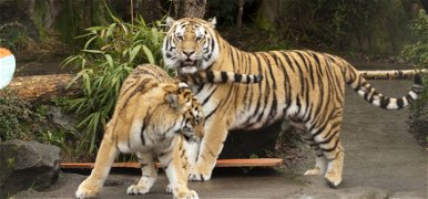 Ezért nem kéne a tigrishez benyúlkálni – videó