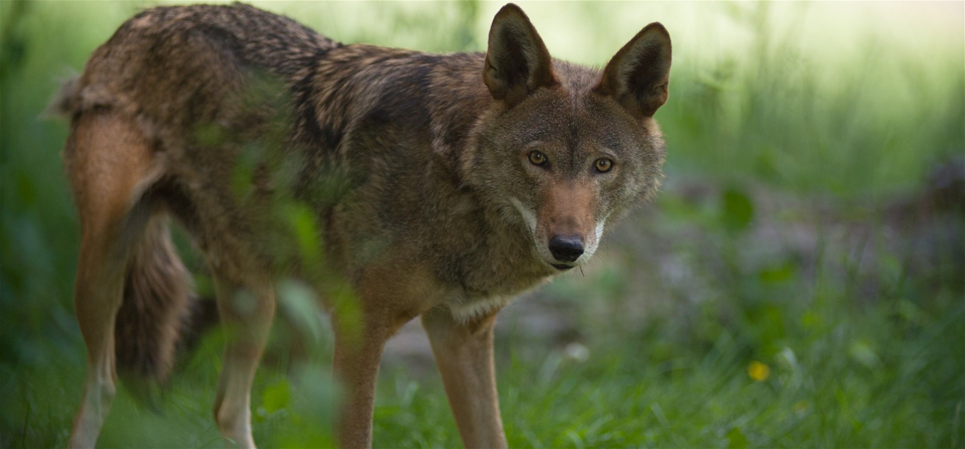 Visszahódítják az egyik nyugat-európai országot a farkasok 