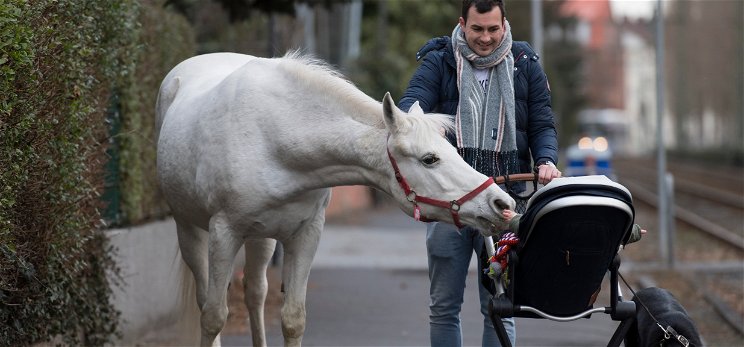 Egy város, ahol már senkinek nem tűnik fel az egyedül sétálgató ló
