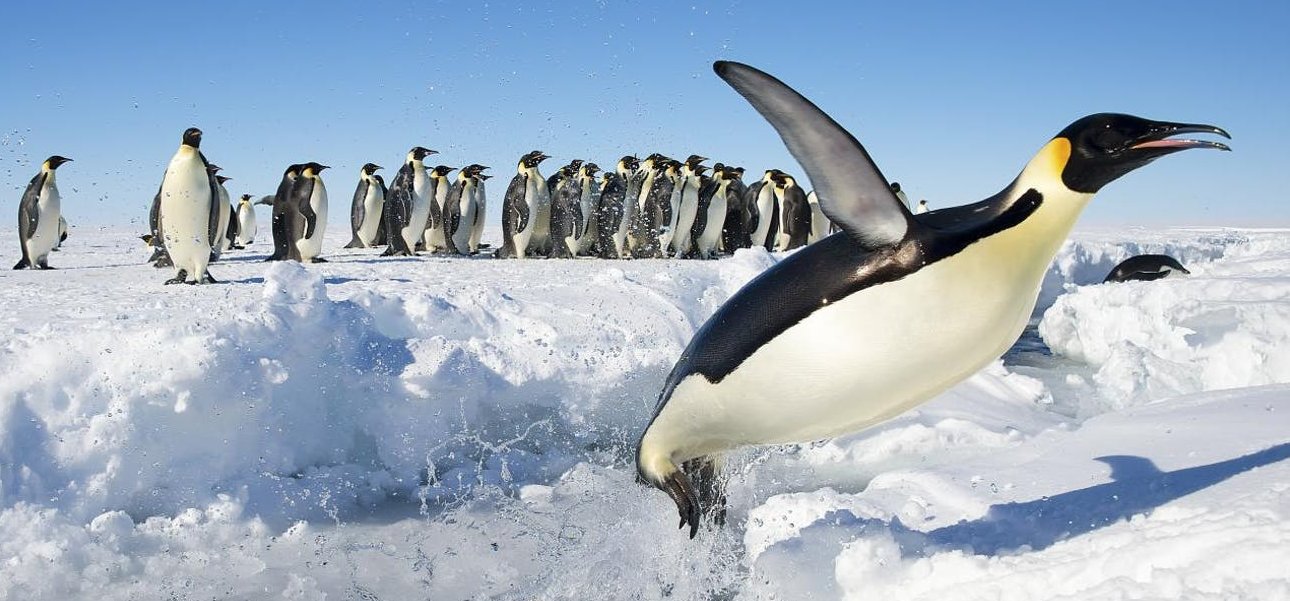 Pingvinek katasztrófáját fedezték fel az Antarktiszon