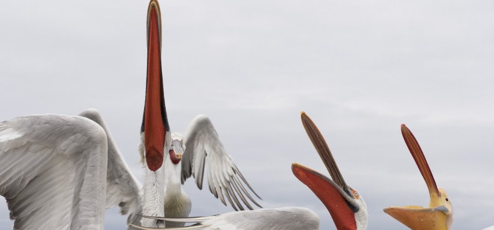 Szabadon engedték szibériai száműzetésükből a pelikánokat – videó