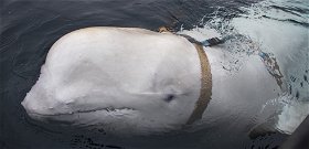 Ifjú halász és a jeges tenger, amelybe beugrott a harci delfinért 