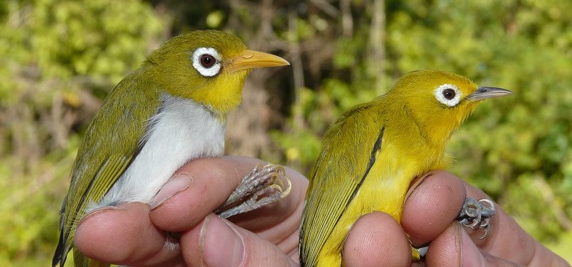 Új madárfajokat fedeztek fel Indonéziában