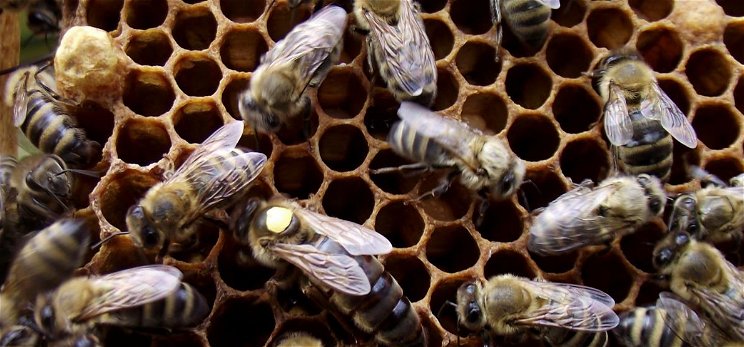Félmillió méh pusztult el gyújtogatás miatt