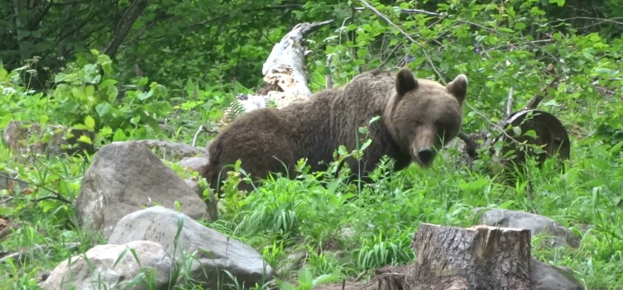 Egy medve lett a sztárvendége az erdélyi kolbászsütésnek – videó
