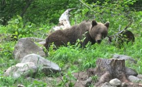 Egy medve lett a sztárvendége az erdélyi kolbászsütésnek – videó