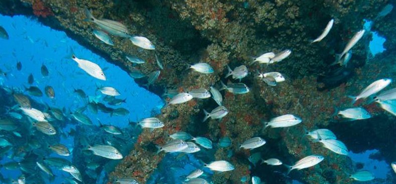 Trópusi halak sem bírják már a trópust, roncsokba költöznek – videó