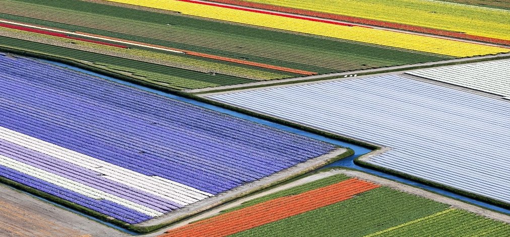 Hollandia eddig bírta elviselni a tulipántaposó turistaáradatot