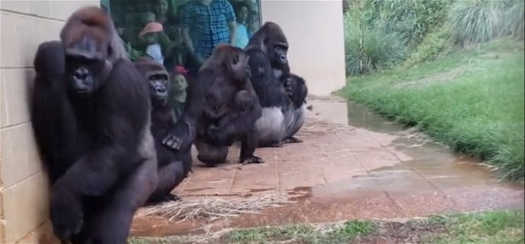 Ennivalóak az eső elől iszkoló gorillák