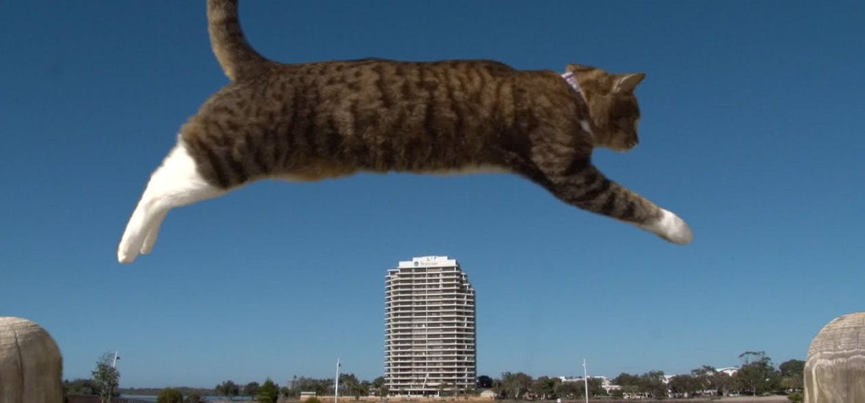 Videó: szörfözik, gördeszkázik a világ legokosabb macskája