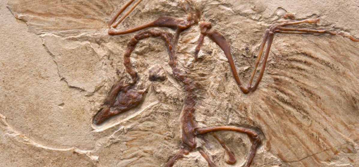 Az evolúció szempontjából kulcsfontosságú fosszília került elő