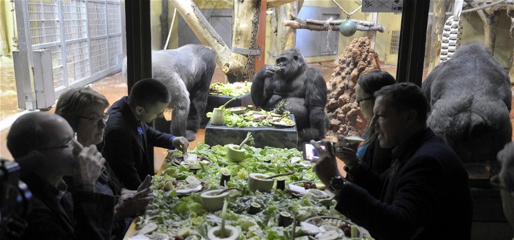 Gorillareggelivel kampányolt az állatkert a mobilok újrahasznosításáért