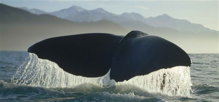 Megvan a természetfilmek fődíjasa: gyönyörű trailer a bálnákról