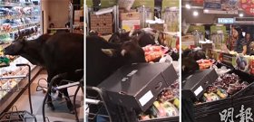 Vadmarhák kezdtek fosztogatni egy élelmiszerboltban