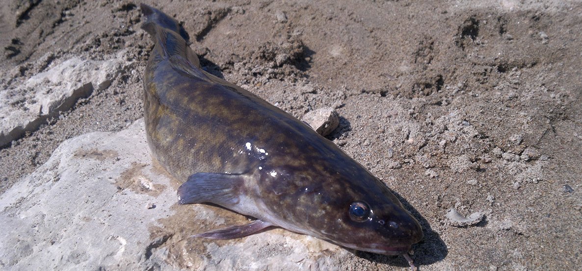 Egy orvos olyan halat fogott ki a Balatonból, amilyet 54 éve senki