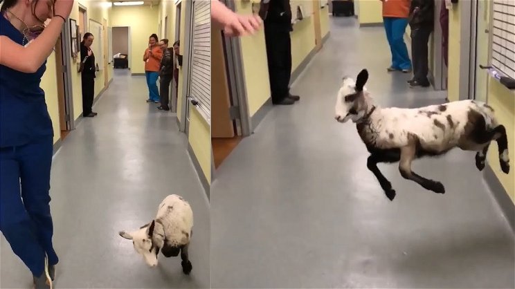 Íme egy boldog kecske, amely együtt táncol állatorvosával