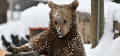 Belekóstolt a medve a sasfészekbe, 8 méter magasan – videó