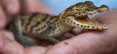 3000 teknős, 1000 kígyó, 20 krokodil: az EU-rendőrség nagy fogása