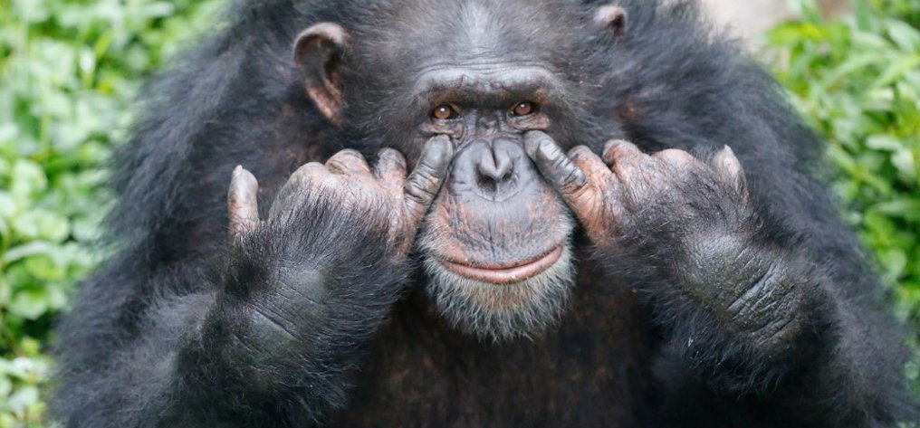Gettókban élnek már csak a csimpánzok, végveszélybe kerültek