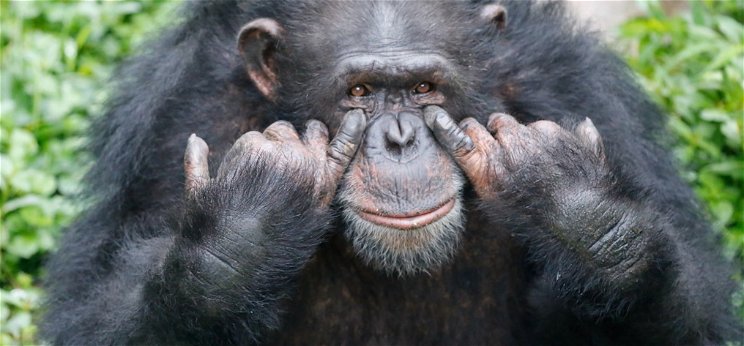 Gettókban élnek már csak a csimpánzok, végveszélybe kerültek