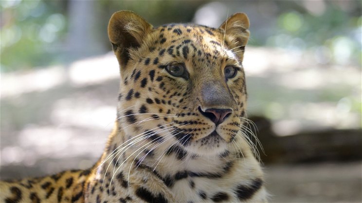 Leopárd ölt meg egy kétéves gyereket