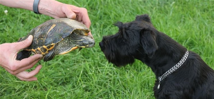 Egy kutya talált rá itthon a teknősök rekorderére