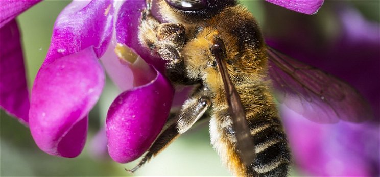 Európa szerte drámaian csökken a méhek száma