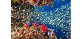 A korallzátonyok így is, úgy is elpusztulnak? 