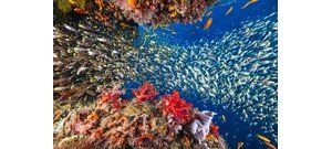A korallzátonyok így is, úgy is elpusztulnak? 