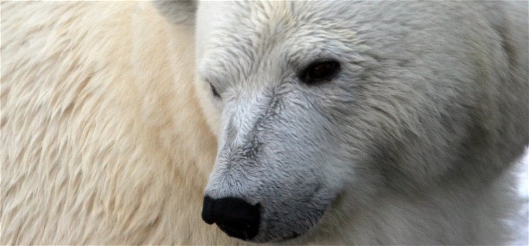 Az állatkerti jegesmedve vacsorája lett a hűsölő vadkacsa