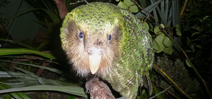 Eltűnhetnek a Földről a legkövérebb papagájok