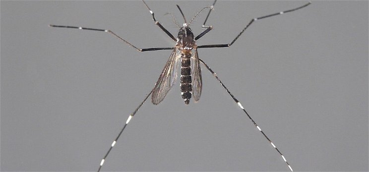 A zika vírust is terjesztheti a hazánkban megjelenő tigrisszúnyog