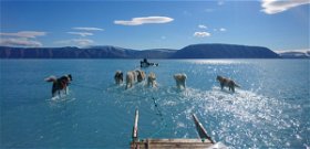 A grönlandi szánhúzó kutyák kereshetnek új munkát