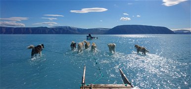 A grönlandi szánhúzó kutyák kereshetnek új munkát