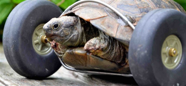 Igaz állatmese a 90 éves, kerekesszékes teknősről – videó
