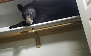 Bemászott a medve a gardróbba és mély álomba merült