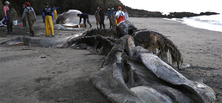 Titokzatos bálnapusztulás: százával veti őket partra a víz