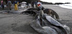 Titokzatos bálnapusztulás: százával veti őket partra a víz