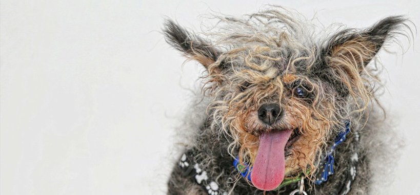 A világ legrondább kutyái egy versenyen gyűltek össze