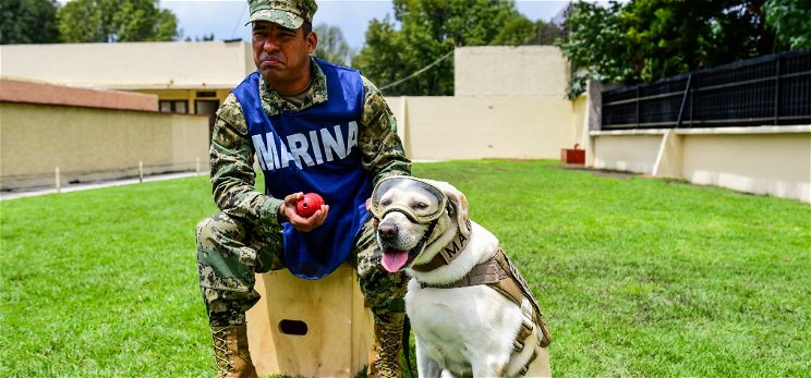 Tizenkét életet mentett meg a visszavonuló világhírű kutya – videó