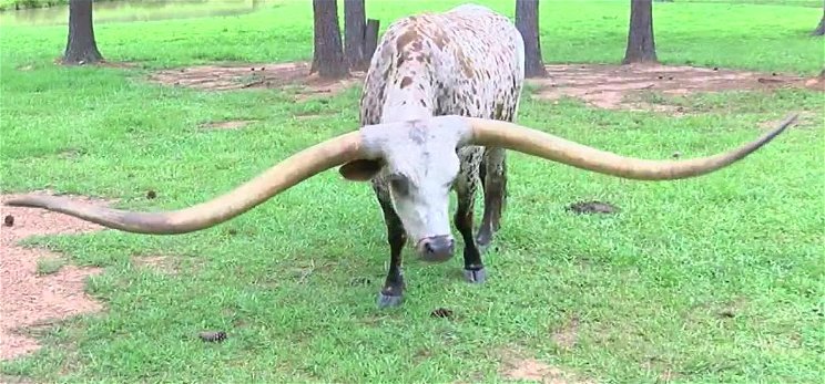 Tényleg így néz ki a bika, amely megdöntötte a világrekordot - videó