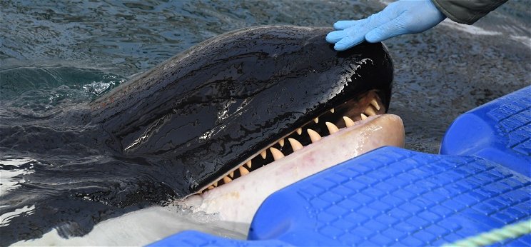 Kiderült, miért gyilkolhatott valóban a gyilkos bálna