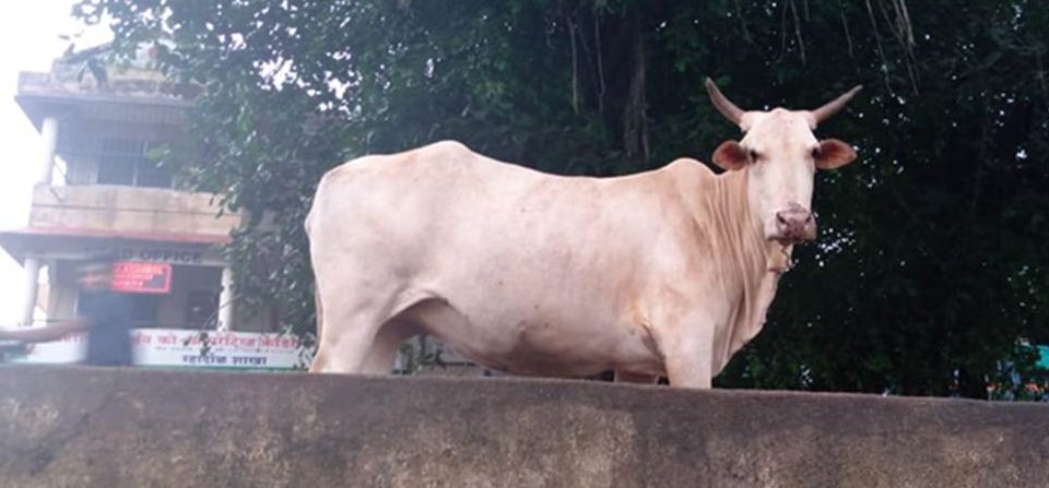 Egy indiai tehén beállt focizni a helyi srácokhoz – látni kell, hogy mi történt